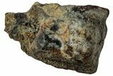 Fossil Hadrosaur (Edmontosaurus) Tooth - Wyoming #323982-1